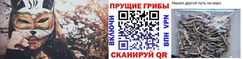 mega зеркало  Вытегра  Псилоцибиновые грибы GOLDEN TEACHER  где можно купить наркотик 